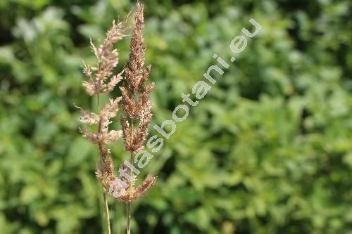 Polypogon viridis (Gouan) Breistr. (Alopecurus, Agrostris viridis Gouan, Agrostris verticillata Vill.)