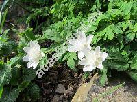 Anemone nemorosa L. 'Pleniflora' (Anemonoides nemorosa (L.))