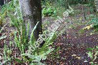 Nephrolepis cordifolia (L.) Presl (Aspidium cordifolium (L.) Sw., Polypodium cordifolium L.)