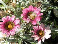 Gazania rigens 'Leader Pink' (Gazania rigens (L.) Gaertn.)