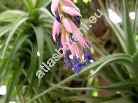 Tillandsia stricta Soland. ex Sims