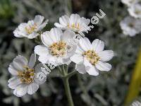 Achillea umbellata Sibth. et Sm.