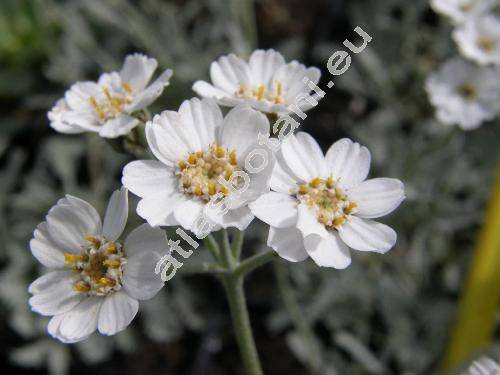 Achillea umbellata Sibth. et Sm.