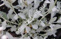 Achillea umbellata Sibth. et Sm.