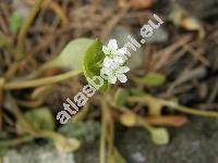 Claytonia perfoliata L. (Montia perfoliata, Limnia perfoliata)