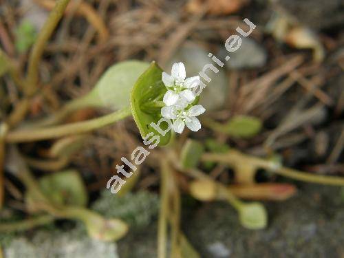 Claytonia perfoliata L. (Montia perfoliata, Limnia perfoliata)