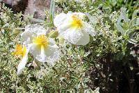 Helianthemum apenninum (L.) Mill.