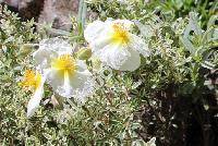 Helianthemum apenninum (L.) Mill.