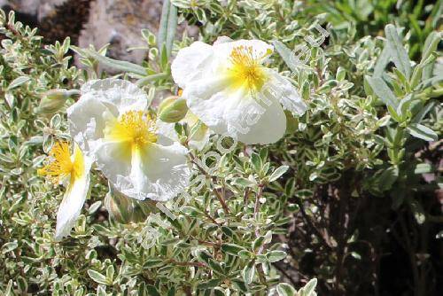 Helianthemum apenninum (L.) Mill.