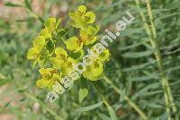 Euphorbia seguieriana Neck. (Tithymalus seguierianus (Neck.) Prokh., Euphorbia gerardiana Jacq.)