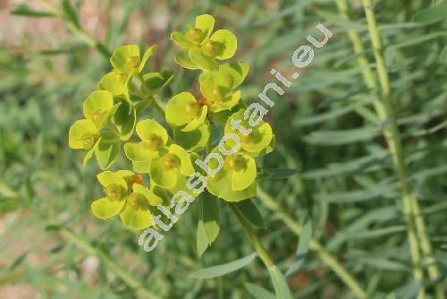 Euphorbia seguieriana Neck. (Tithymalus seguierianus (Neck.) Prokh., Euphorbia gerardiana Jacq.)