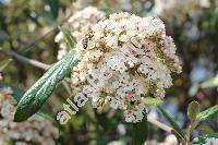 Viburnum 'Pragense' (Viburnum rhytidophyllum x Viburnum utile, Viburnum x pragense)