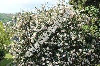 Viburnum 'Pragense' (Viburnum rhytidophyllum x Viburnum utile, Viburnum x pragense)