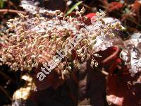 Heuchera villosa 'Hairy Alumroot'