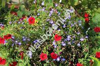 Lobelia 'Riviera Blue Eyes'