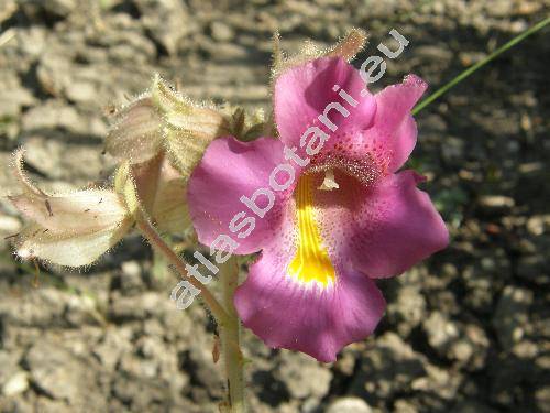 Proboscidea louisianica (Mill.) Thell.