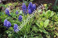 Muscari neglectum 'Spike'