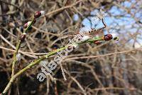 Salix caprea L.
