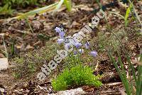 Campanula cochleariifolia Lam. (Campanula pusilla Haenke)