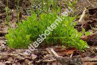 Campanula cochleariifolia Lam. (Campanula pusilla Haenke)