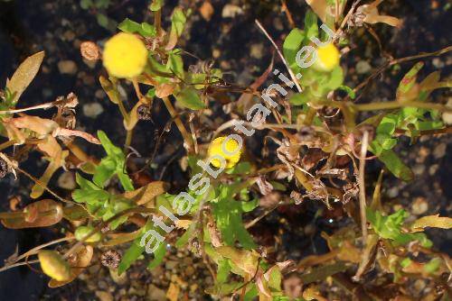 Cotula coronopifolia L. (Cotula integrifolia Hook. f.)