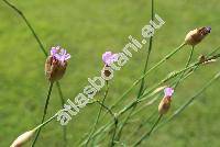 Petrorhagia prolifera (L.) Ball et Heyw. (Tunica prolifera (L.) Scop., Kohlrauschia prolifera (L.) Kunth, Dianthus)