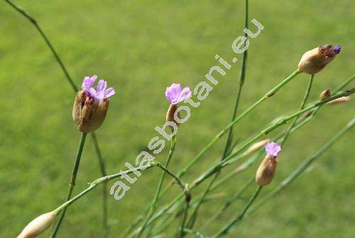 Petrorhagia prolifera (L.) Ball et Heyw. (Tunica prolifera (L.) Scop., Kohlrauschia prolifera (L.) Kunth, Dianthus)