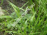Piptatherum virescens (Trin.) Boiss. (Milium, Oryzopsis, Stipa, Agrostis)