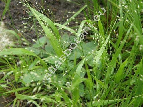 Piptatherum virescens (Trin.) Boiss. (Milium, Oryzopsis, Stipa, Agrostis)