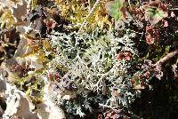 Cladonia uncialis (L.) Wigg. (Cladonia uncialis (L.) Web. ex Wigg., Lichen, Cladonia pseudostellata Asah.)