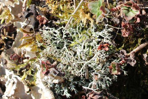 Cladonia uncialis (L.) Wigg. (Cladonia uncialis (L.) Web. ex Wigg., Lichen, Cladonia pseudostellata Asah.)