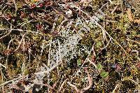 Cladonia uncialis (L.) Wigg. (Cladonia uncialis (L.) Web. ex Wigg., Lichen, Cladonia pseudostellata Asah.)