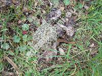 Cladonia uncialis (L.) Wigg. (Cladonia uncialis (L.) Web. ex Wigg., Lichen, Cladonia pseudostellata Asah.)