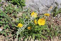 Hymenoxys grandiflora (Torr. ex Gray) Park. (Actinella grandiflora Torr. et Gray, Cephalophora)