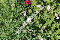 Silene vulgaris subsp. glareosa (Jord.) Marsd.-Jones et Turr. (Silene vulgaris subsp. prostrata (Gaud.) Schinz et Thell., Silene prostrata, Silene uniflora subsp. glareosa (Jord.) Chat. et Walt., Oberna glareosa)