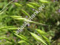 Bromus japonicus Thunb. (Bromus arvensis, Anisantha, Ceratochloa, Bromopsis)