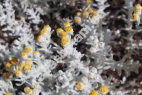 Otanthus maritimus (L.) Hofm. et Link. (Achillea maritima Ehrendl. et Guo, Filago maritima L., Diotis maritima (L.) Desf.)