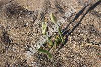 Pancratium maritimum L. (Pancratium angustifolium Roem., Hymenocallis maritima (L.) Roem.)