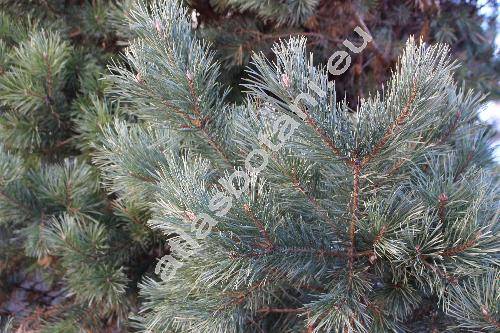 Pinus sylvestris 'Watereri'