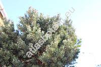 Pinus sylvestris 'Watereri'