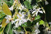 Trachelospermum jasminoides (Lindl.) Lem. (Rhynchospermum jasminoides Lindl.)