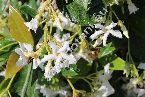 Trachelospermum jasminoides (Lindl.) Lem. (Rhynchospermum jasminoides Lindl.)