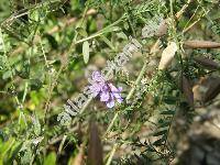 Vicia cassubica L. (Ervum cassubicum (L.) Pot.)