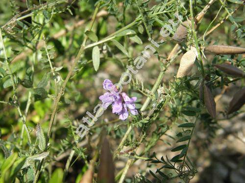 Vicia cassubica L. (Ervum cassubicum (L.) Pot.)