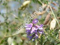 Vicia cassubica L. (Ervum cassubicum (L.) Pot.)