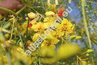 Parkinsonia aculeata L. (Inga pyriformis Jungh., Parkea macropoda Miq.)