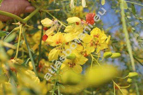 Parkinsonia aculeata L. (Inga pyriformis Jungh., Parkea macropoda Miq.)