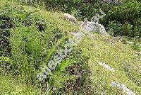 Athyrium distentifolium Tausch ex Opiz (Athyrium alpestre (Hoppe) Rynl. ex Moore, Athyrium alpestre (Hoppe) Clairv., Aspidium, Polypodium)