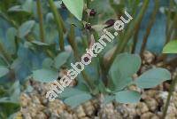 Corydalis rutifolia (Sm.) DC. (Capnoides, Cryptoceras, Fumaria)