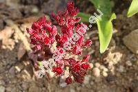 Sedum sempervivoides Bieb. (Petrosedum, Pseudorosularia sempervivoides, Rosularia sempervivoides)